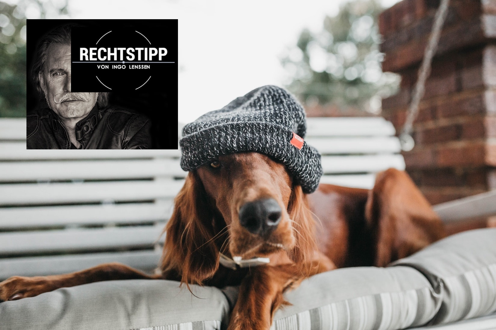 Hund-mit-Mütze_unsplash